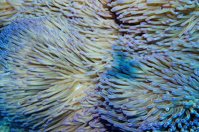 Close up of colorful anemone